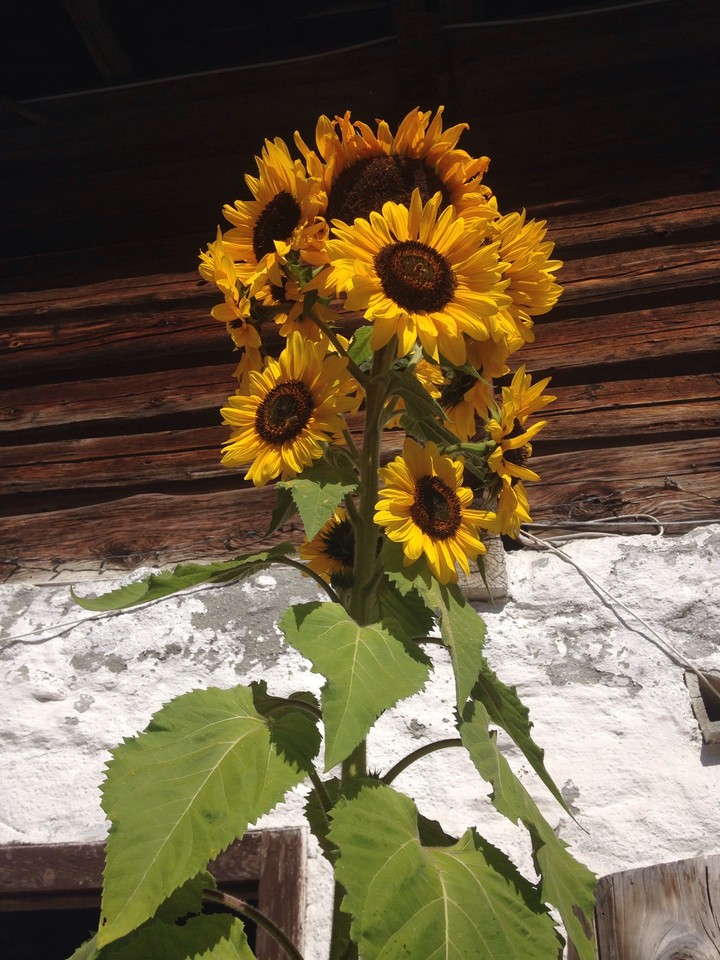 Sonnenblumen