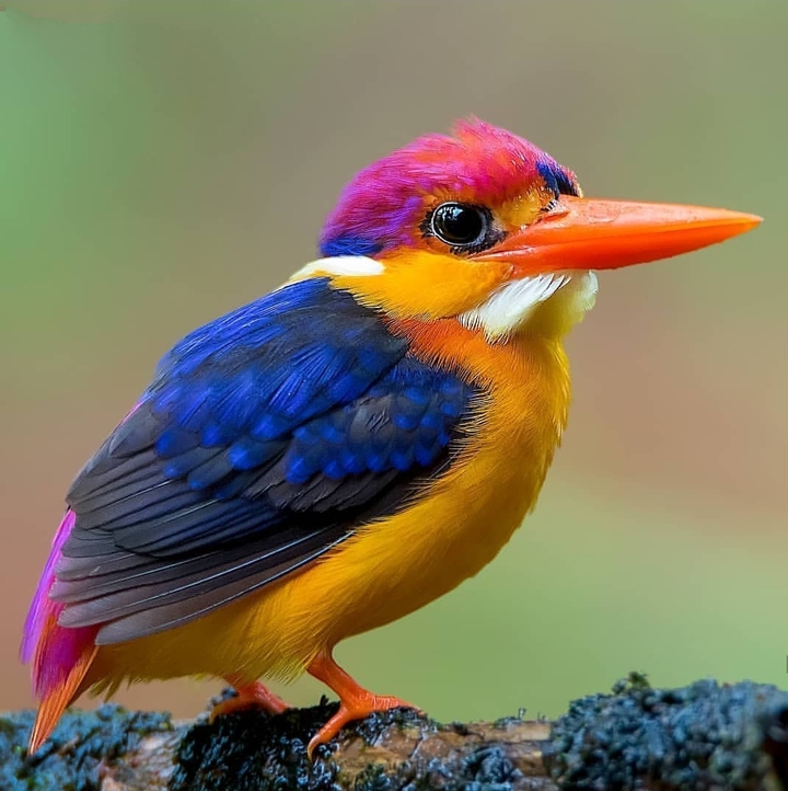 Nice Bird