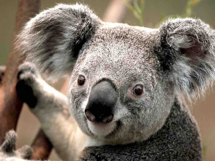 Cute koala