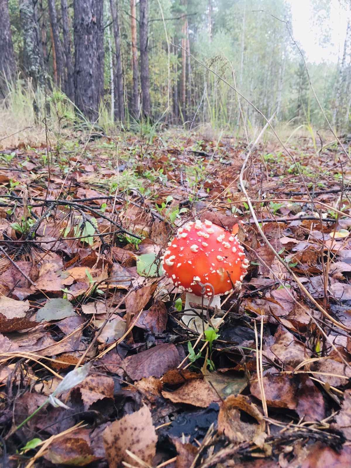 mushroom