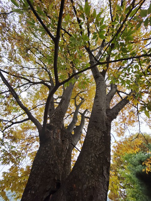 Branch, Leaf, Tree