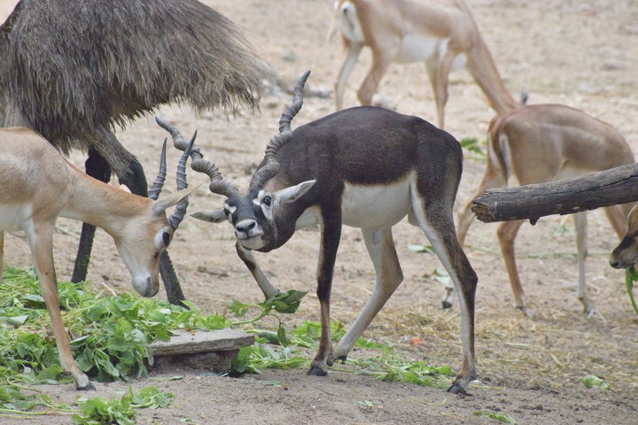 wildlife