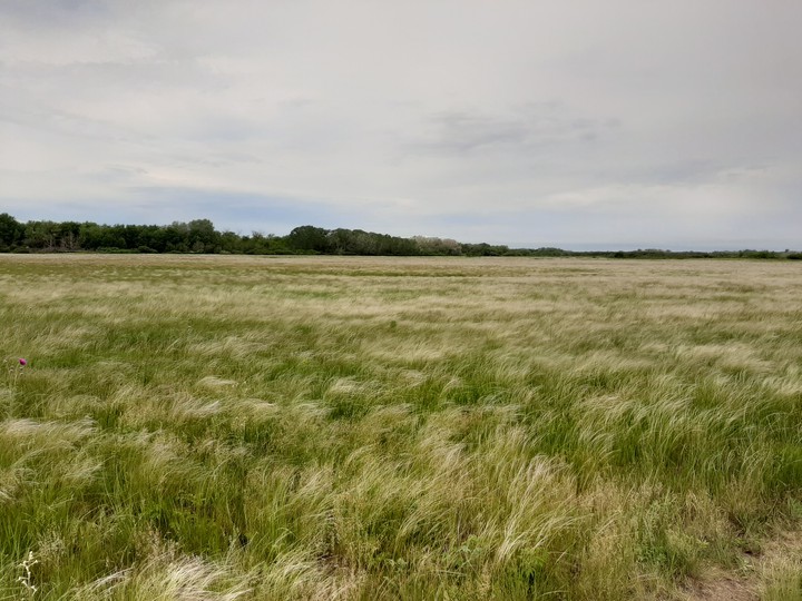 ковыль