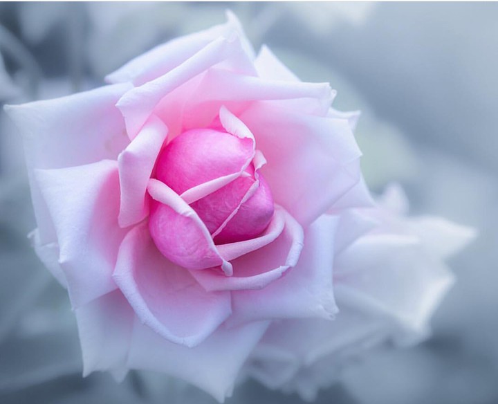 fleurs