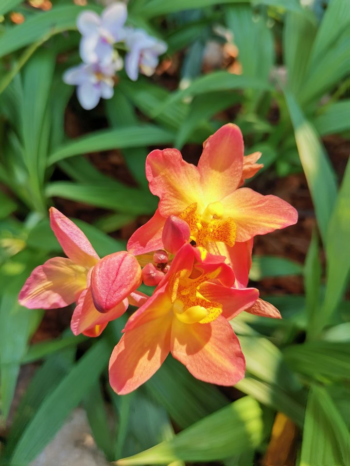 orchid