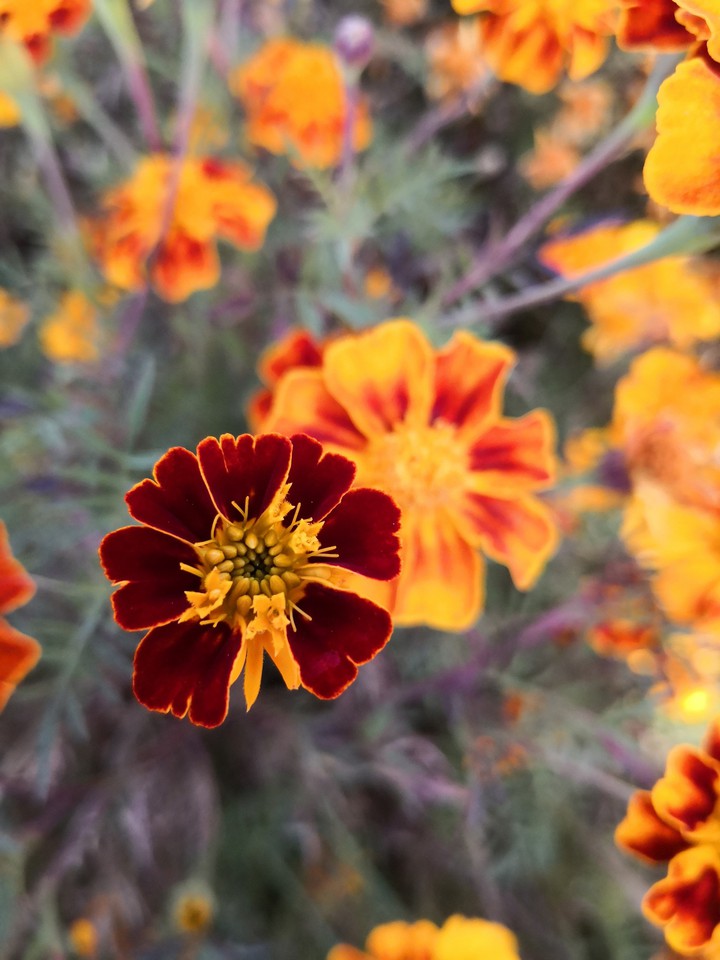 fire flowers