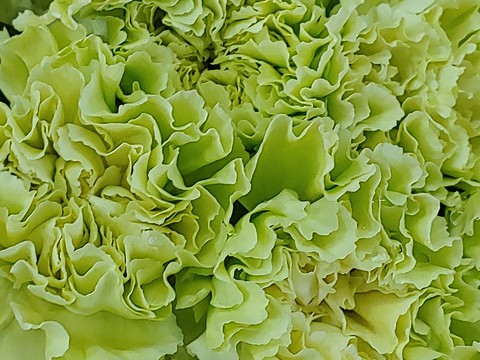 green carnation