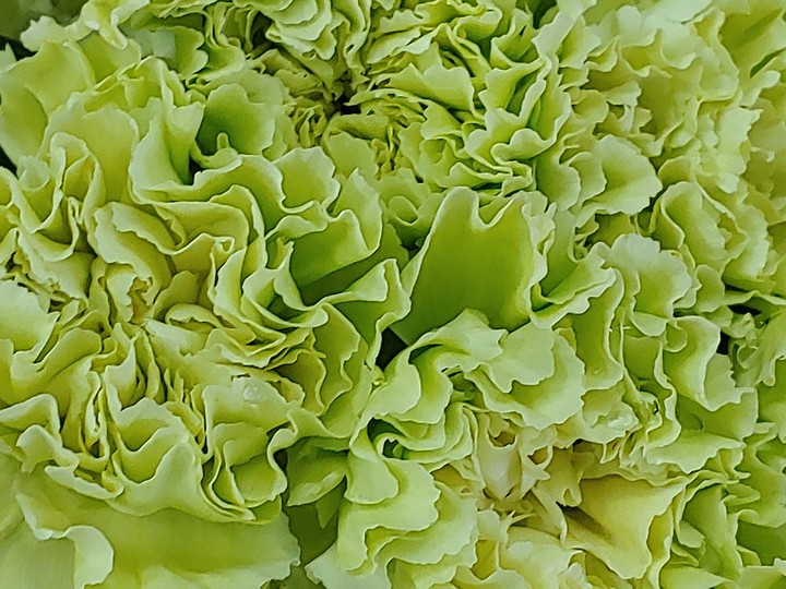 green carnation