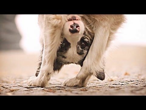 Border Collies Because There Is No Better Dog