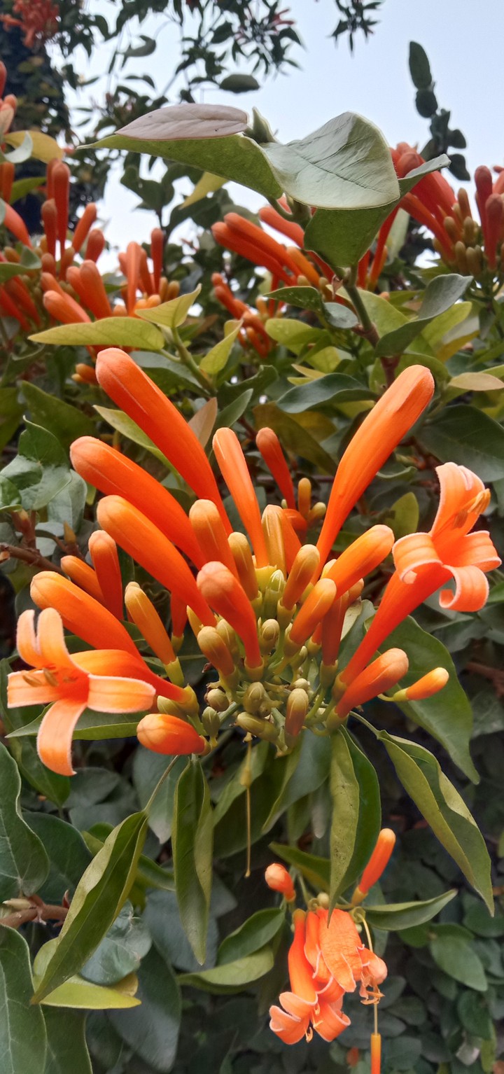 flower