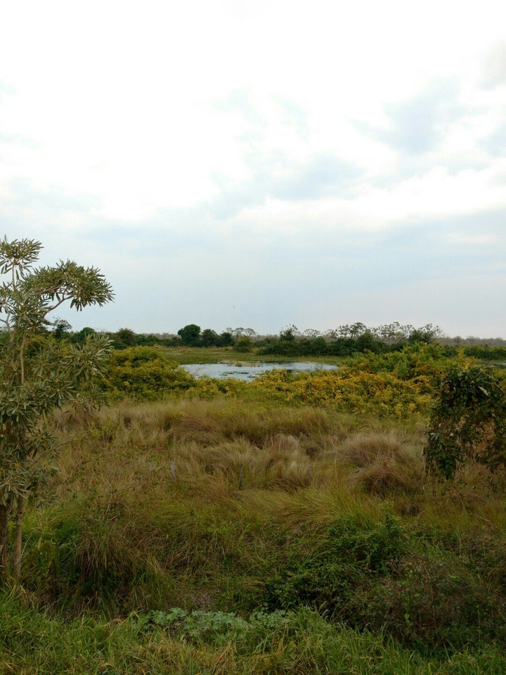 Brazil road 4