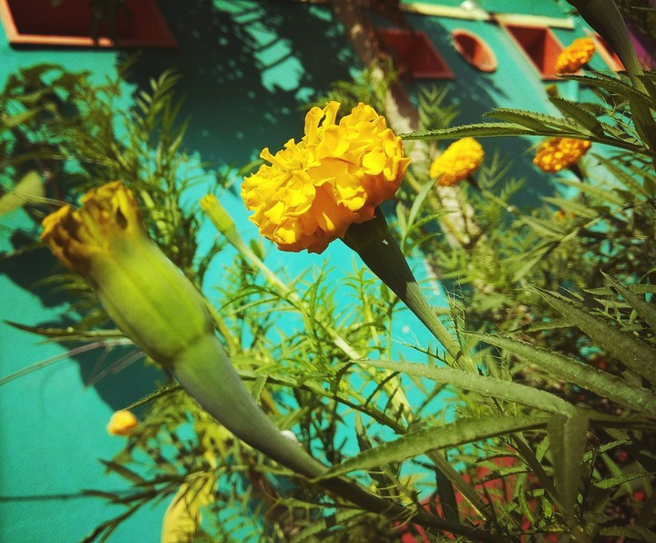 winter's yellow