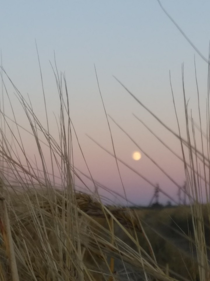 Ears of wheat 2