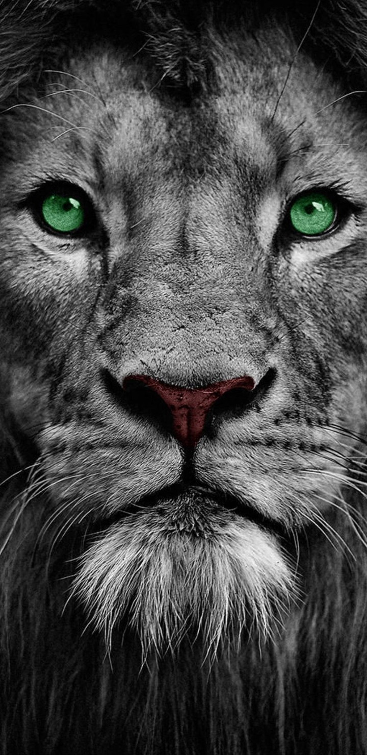 Lion The King