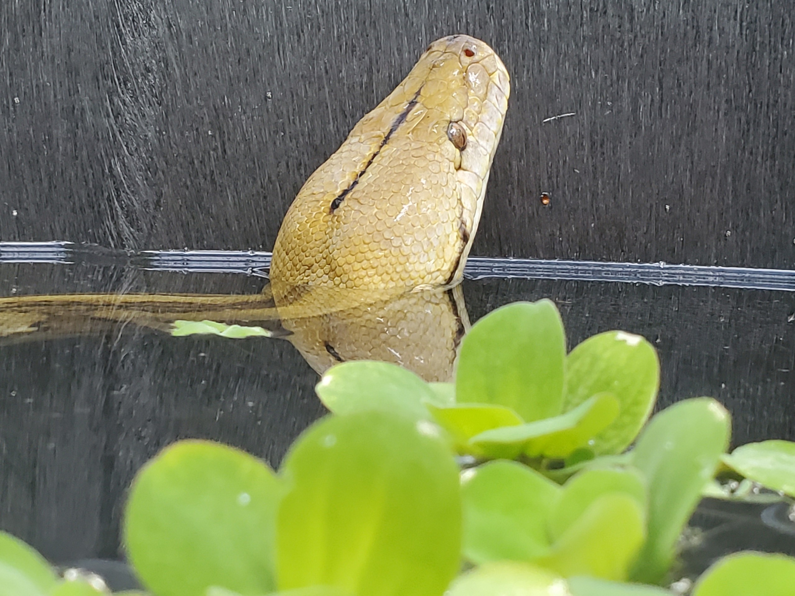 Basking in water
