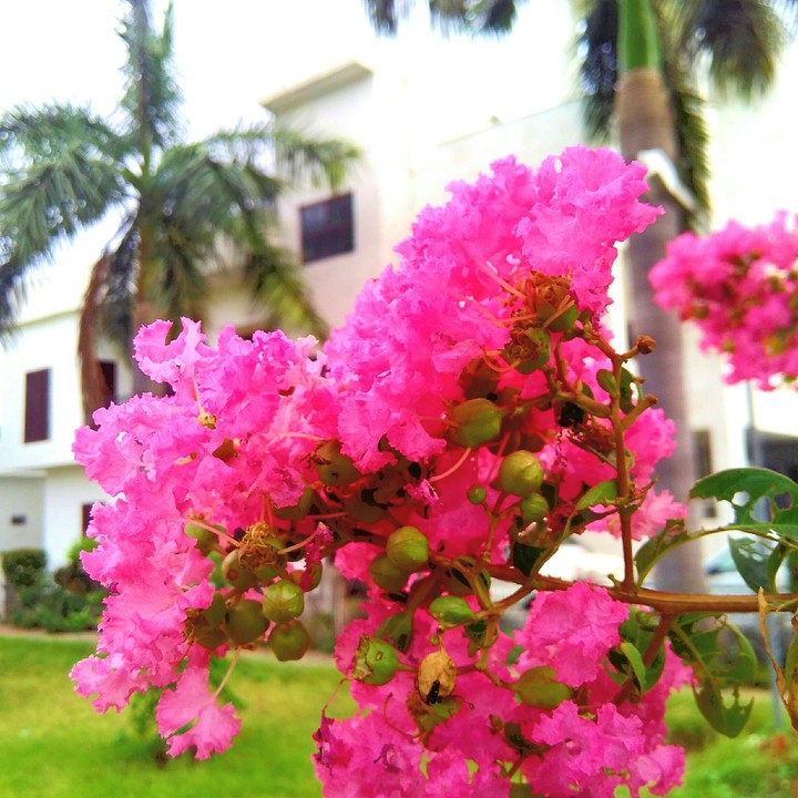 Petals Reverse