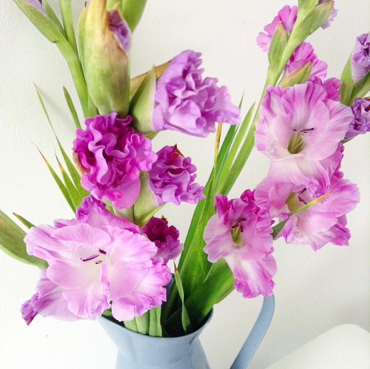 gladiola