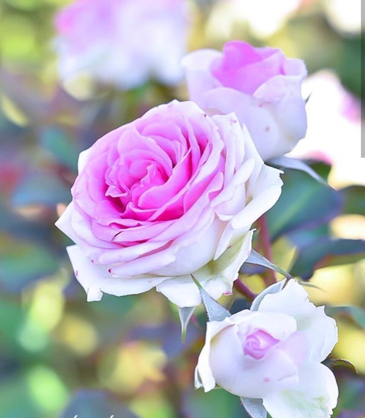 Roses růže