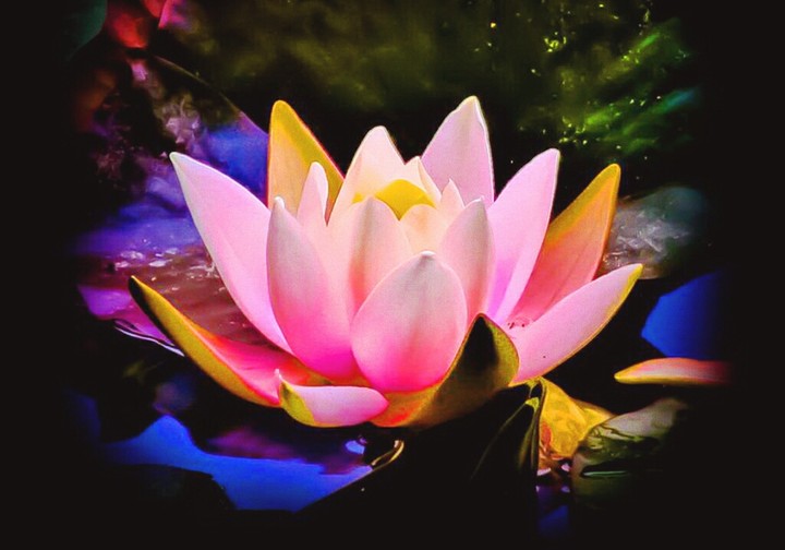 Beautiful flower