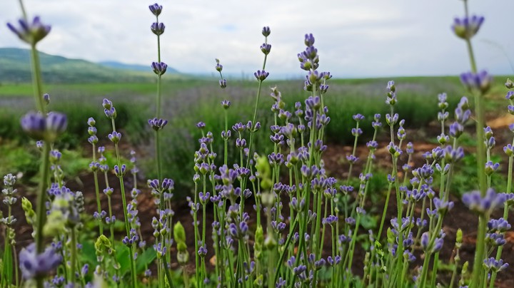lavender