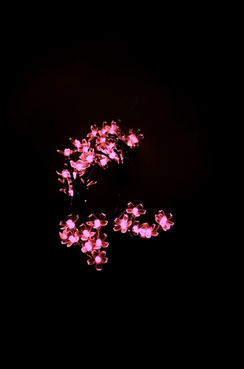 pink flowers