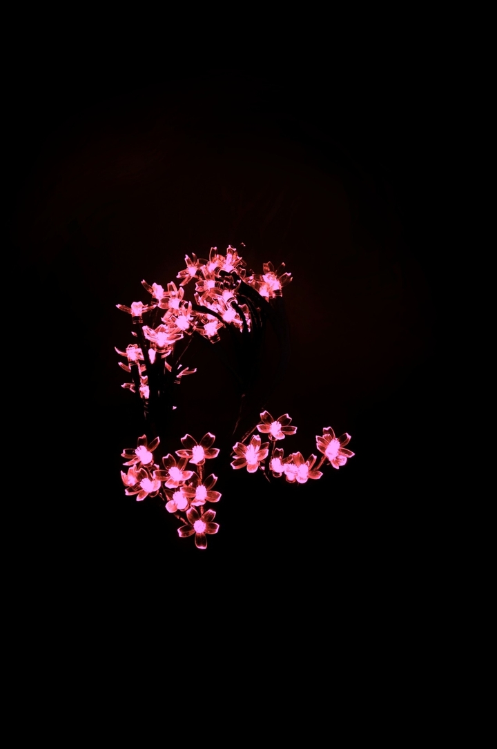 pink flowers