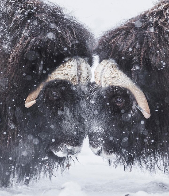 wild love
