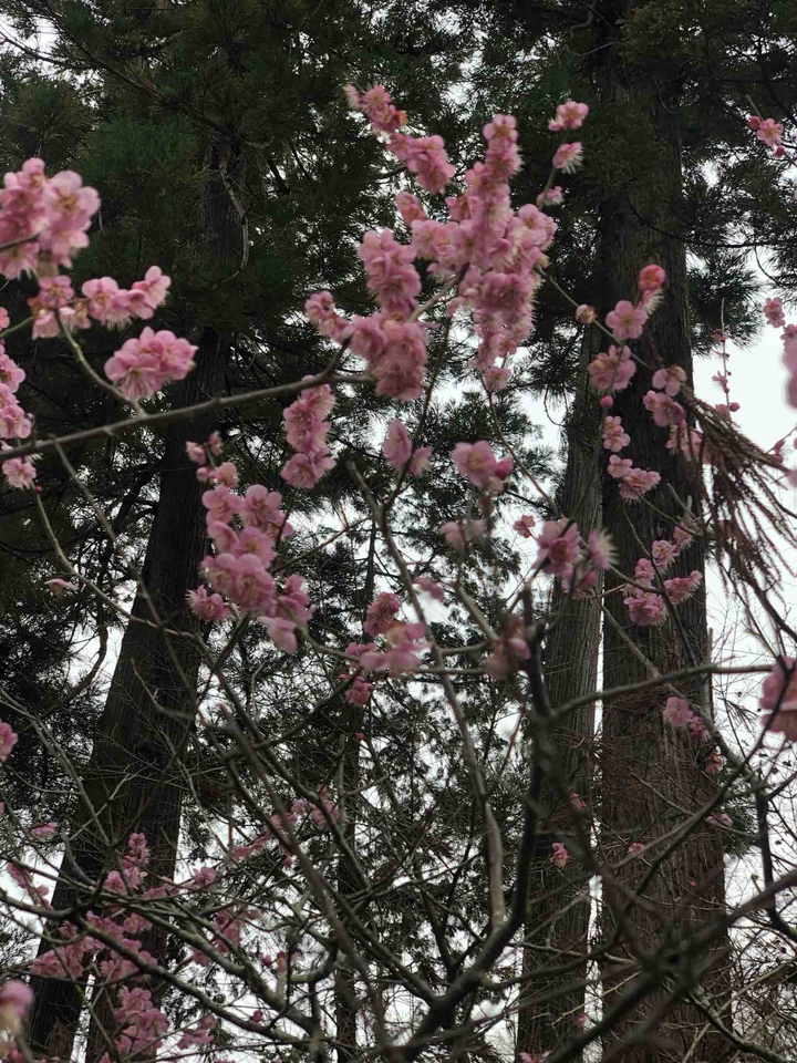 ENKAKU-GI  Ume(紅梅)
