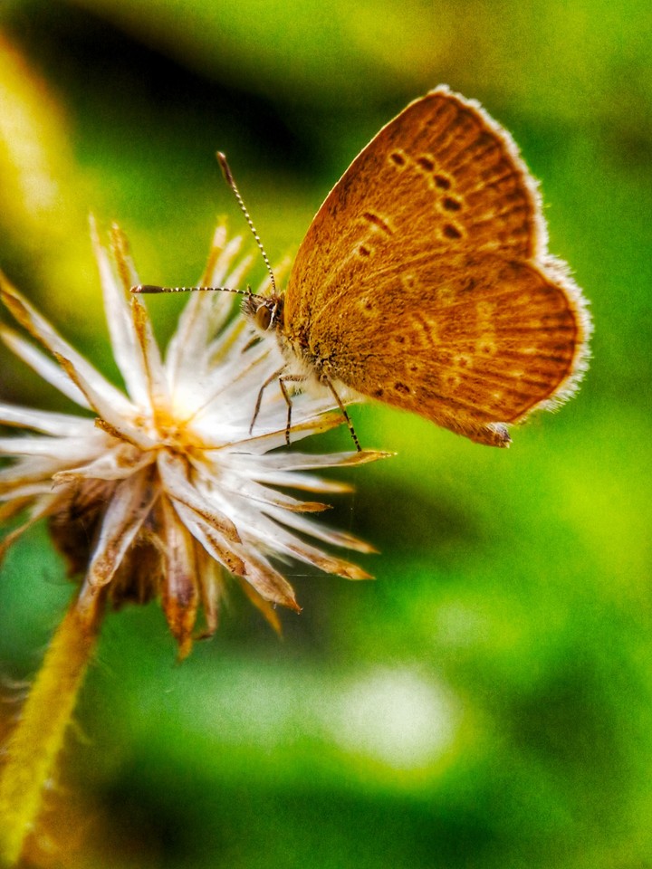 the butterfly