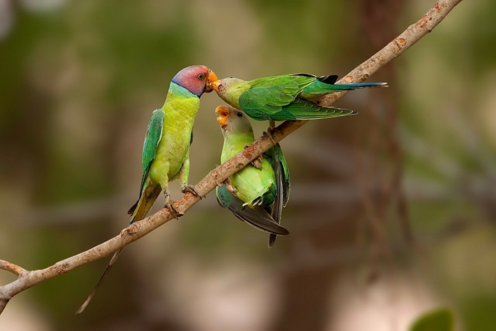 birds