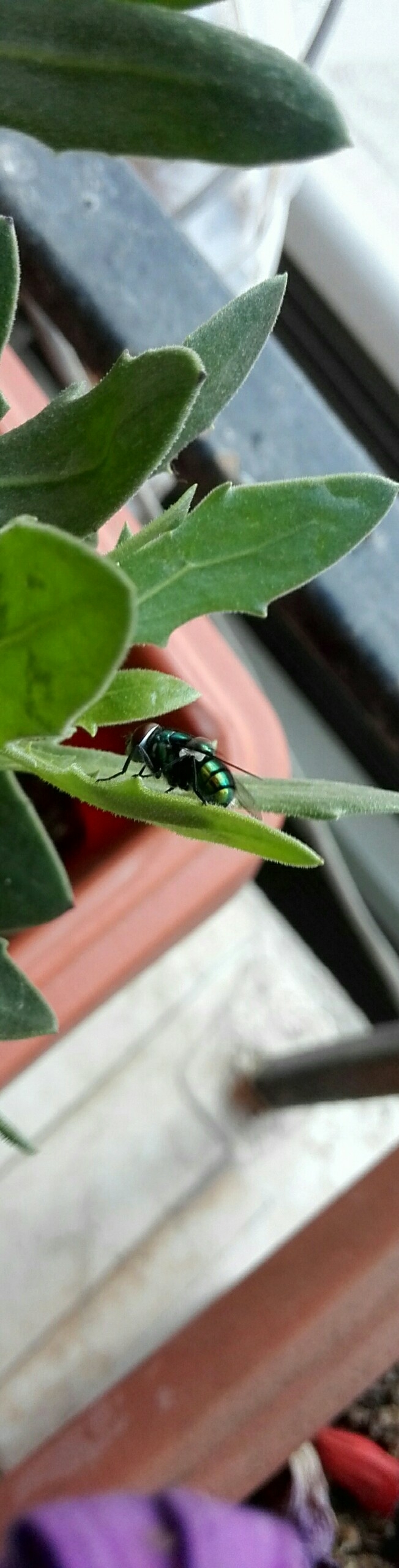 green fly on my flower
