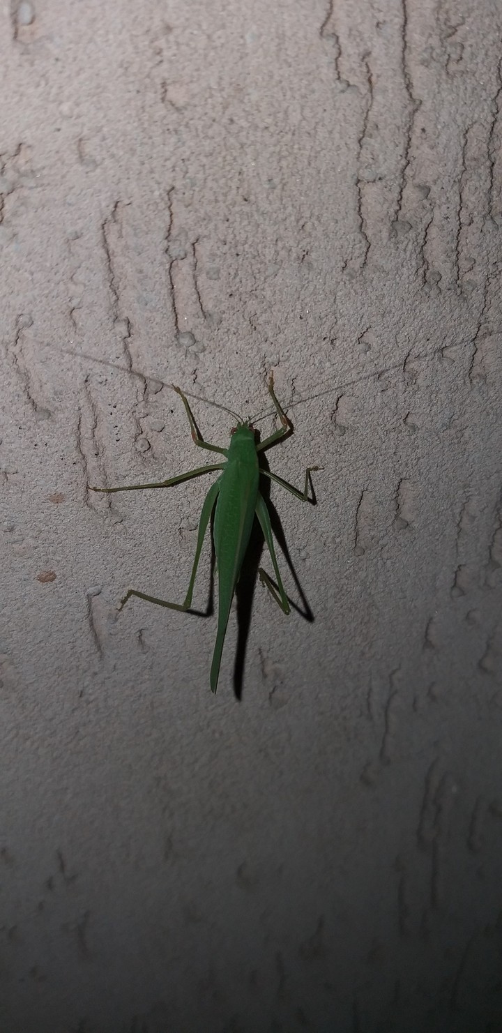 green grasshopper