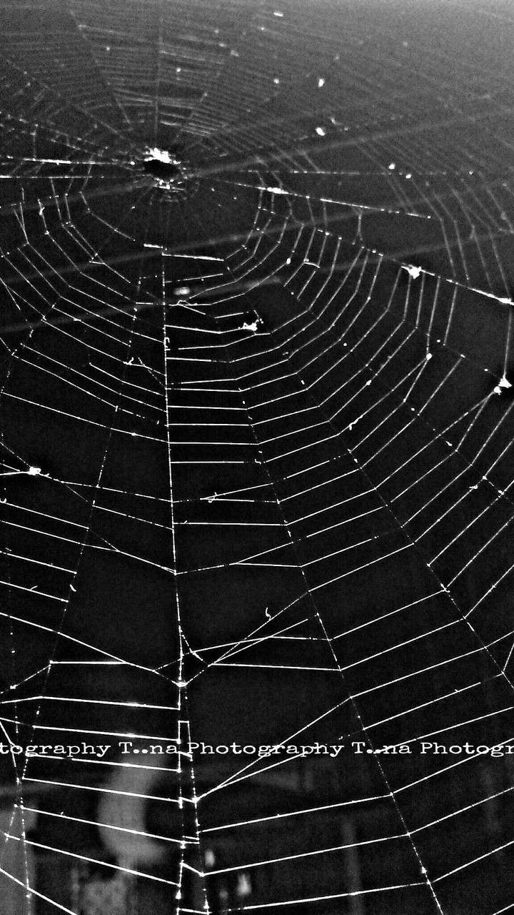 spider web