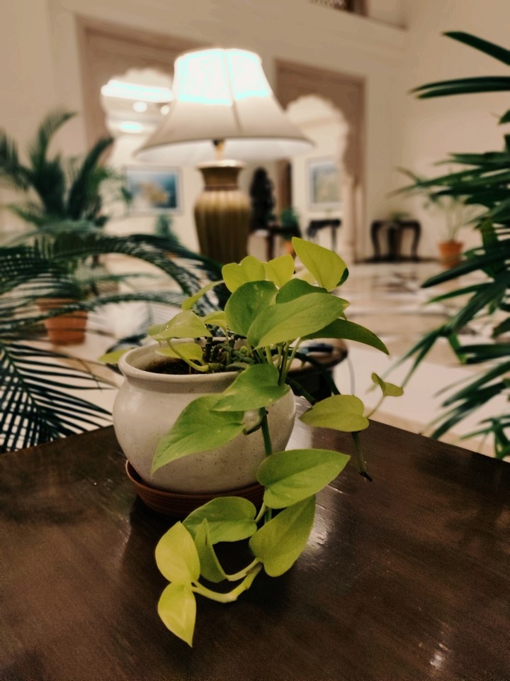 plant