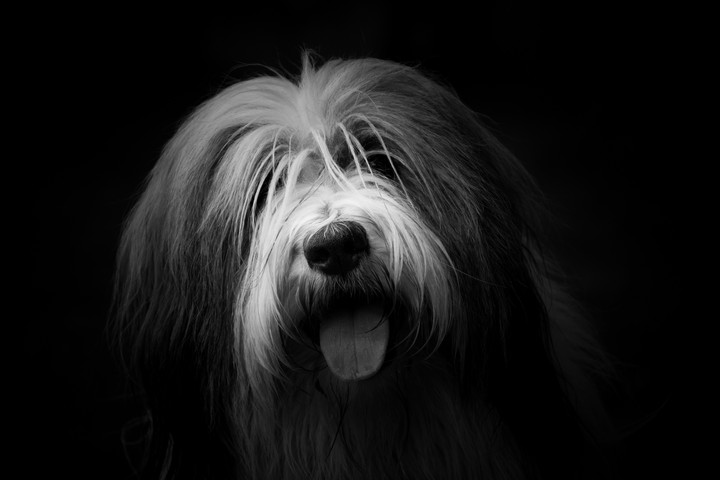 Dog Protruding Tongue Furry
