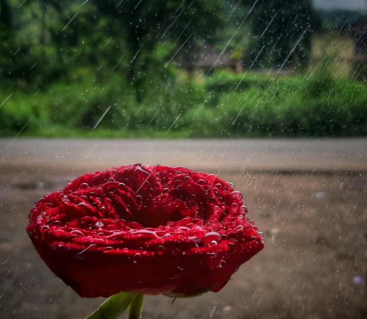 ?Rose