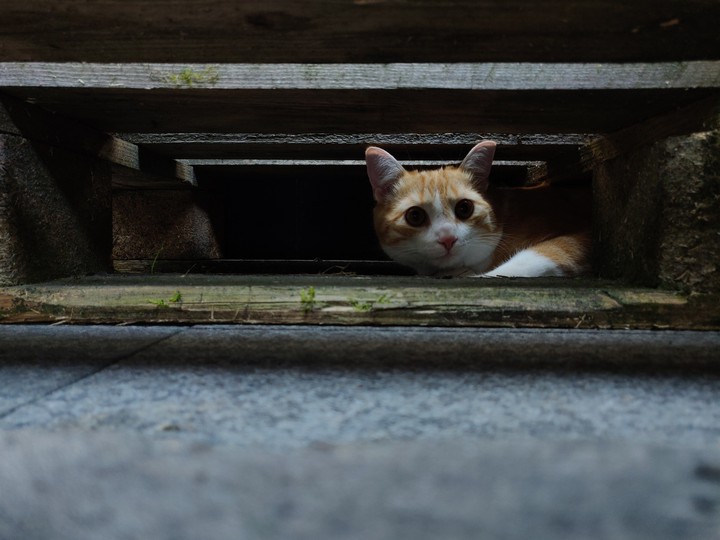 Ollie the cat