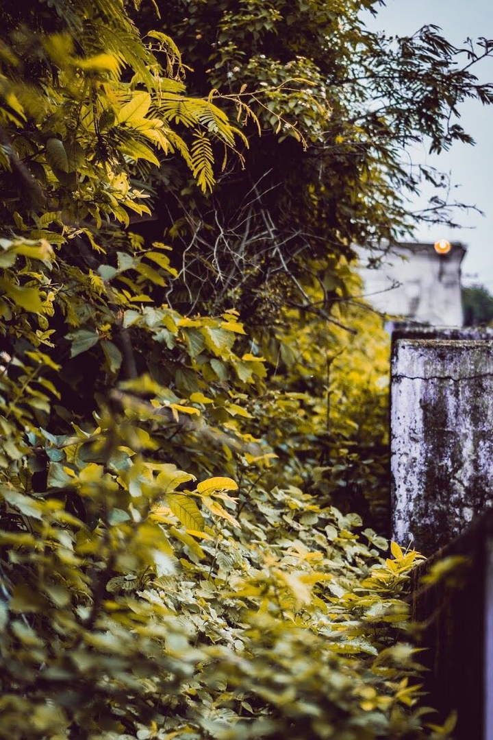 Trees and Bushes