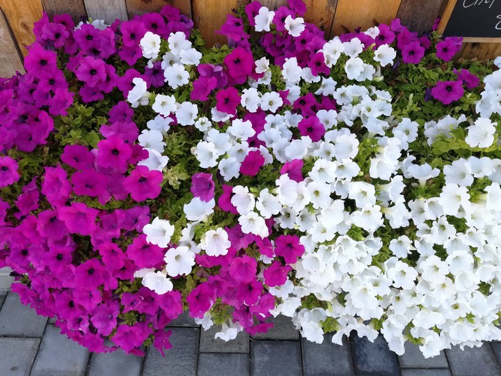 flowers