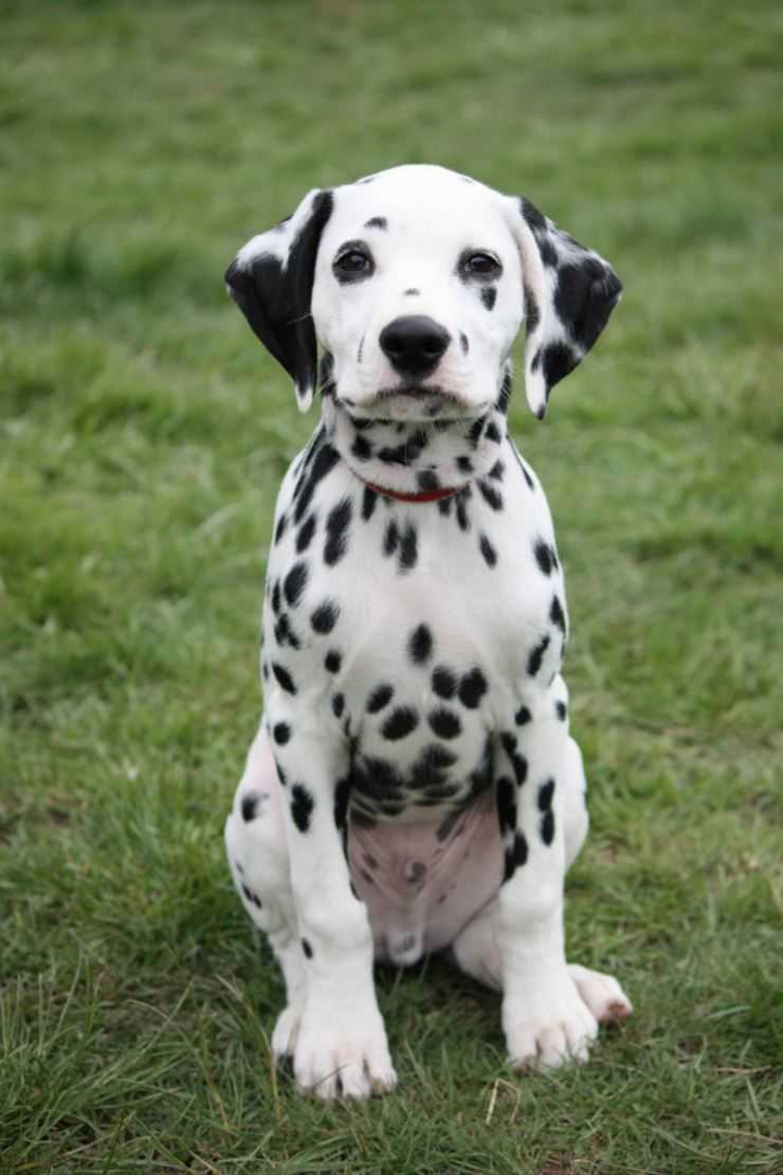 Watching puppy.