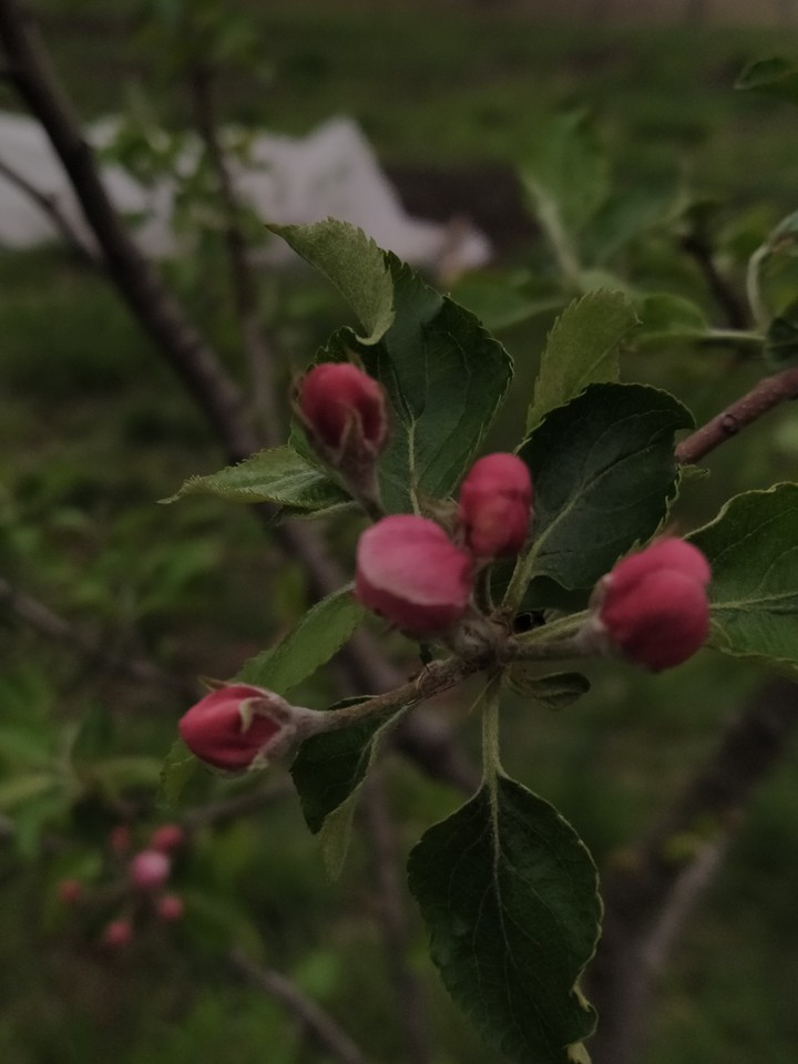 ~Apple~