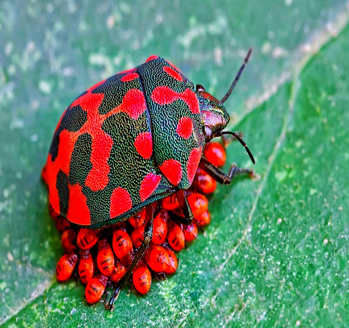 A Shield Backed Bug with Eggs
