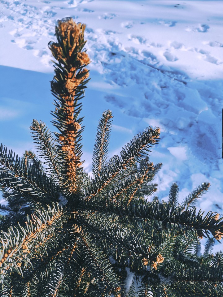 winter