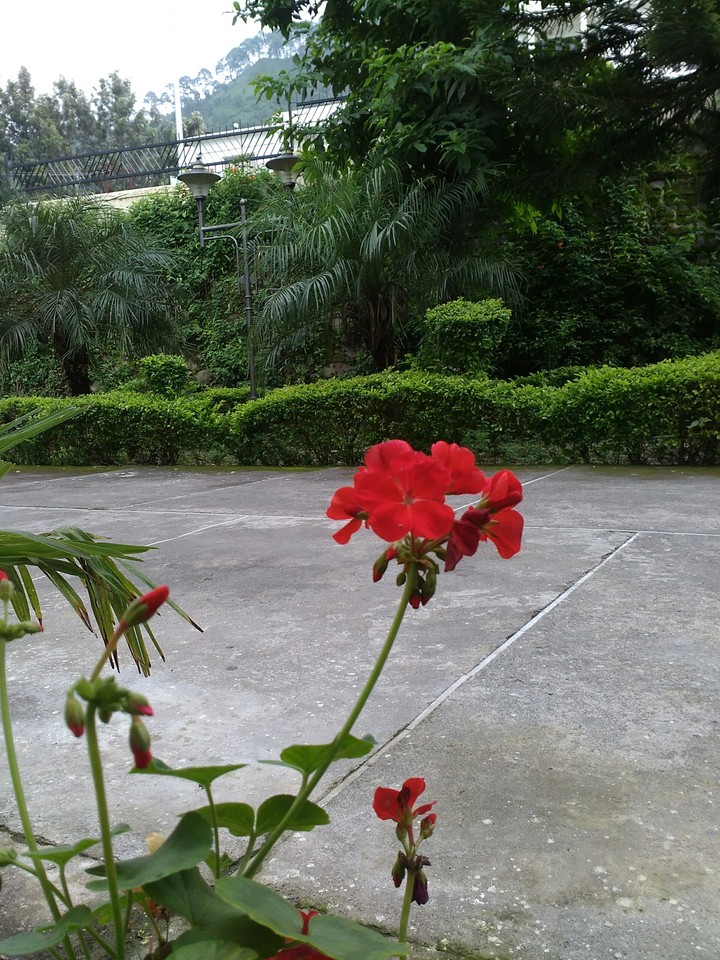 flower
