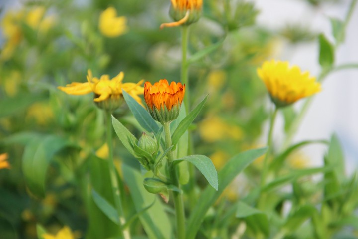 Flowers