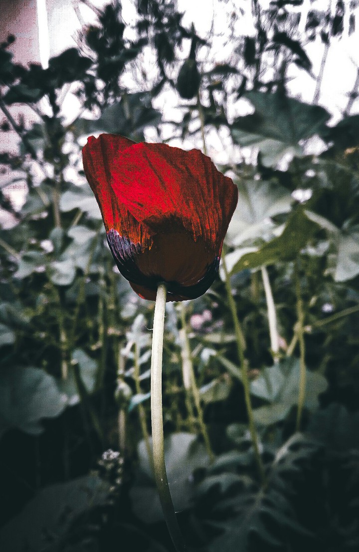 red flower