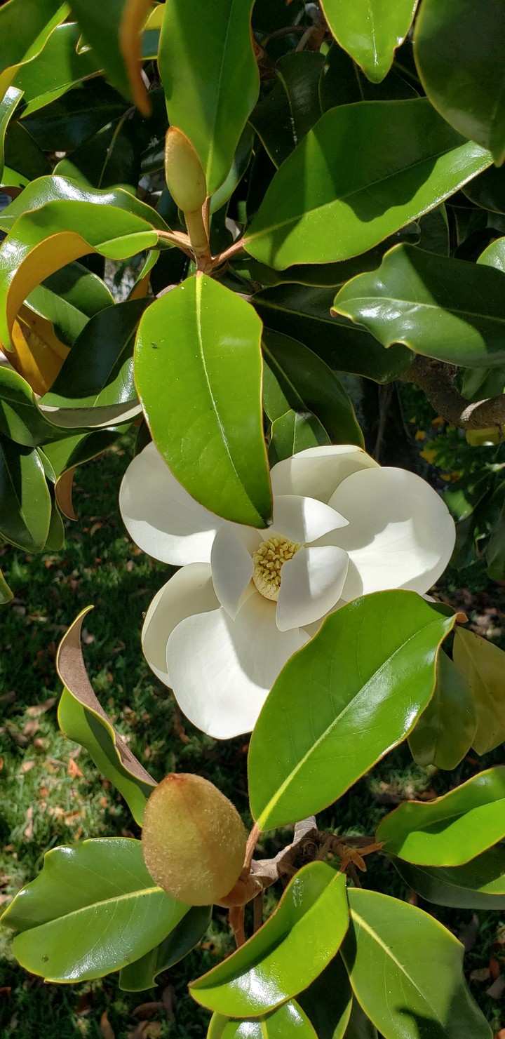 magnolia