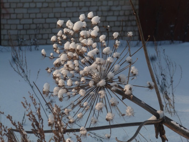 Зимняя красота