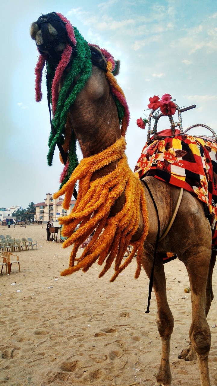 Camel