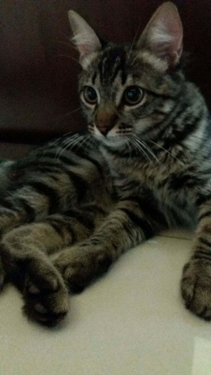 gato